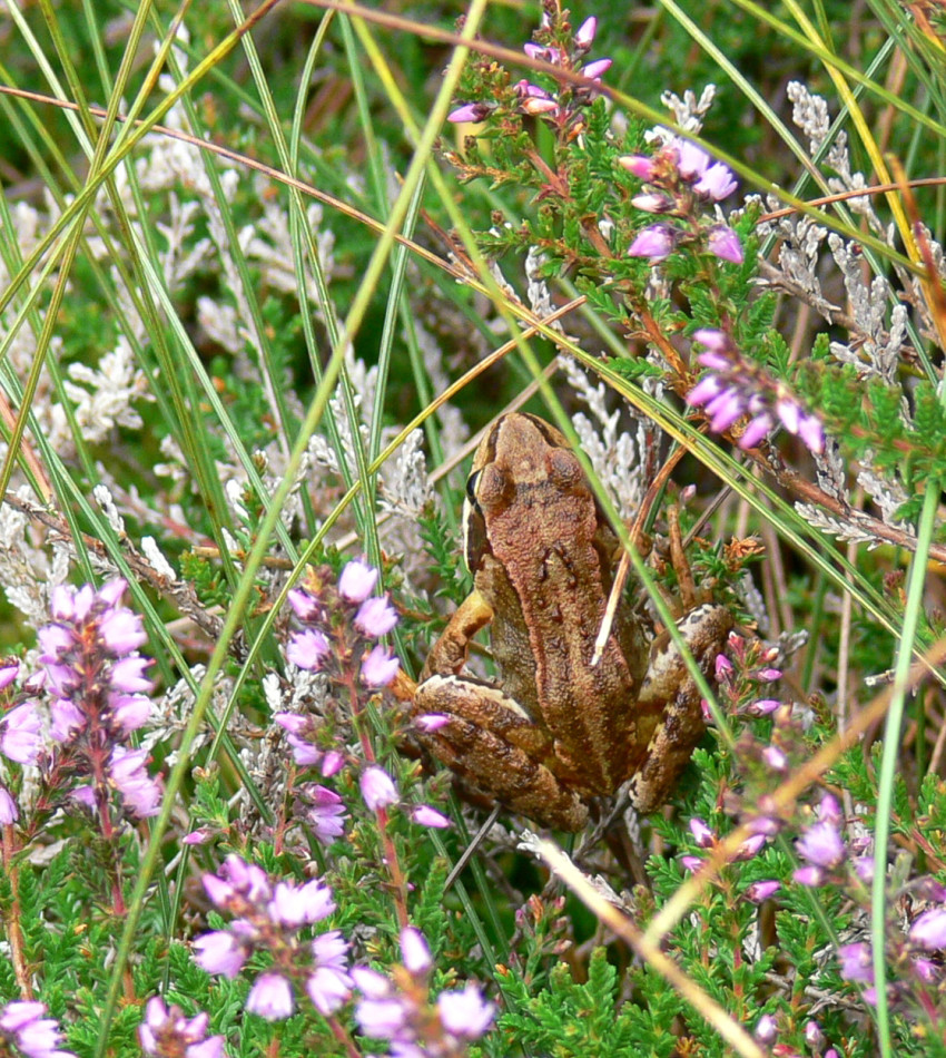 Ein Frosch versteckt im Gras