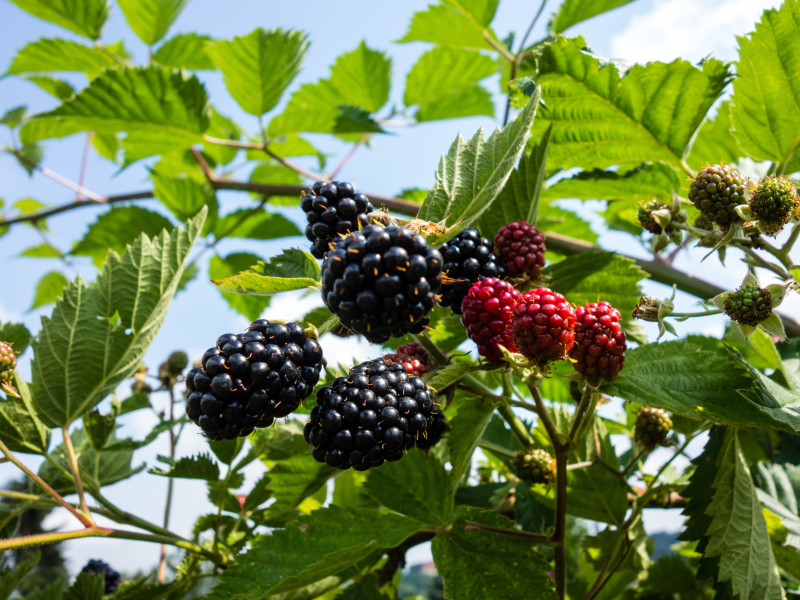 Brombeeren