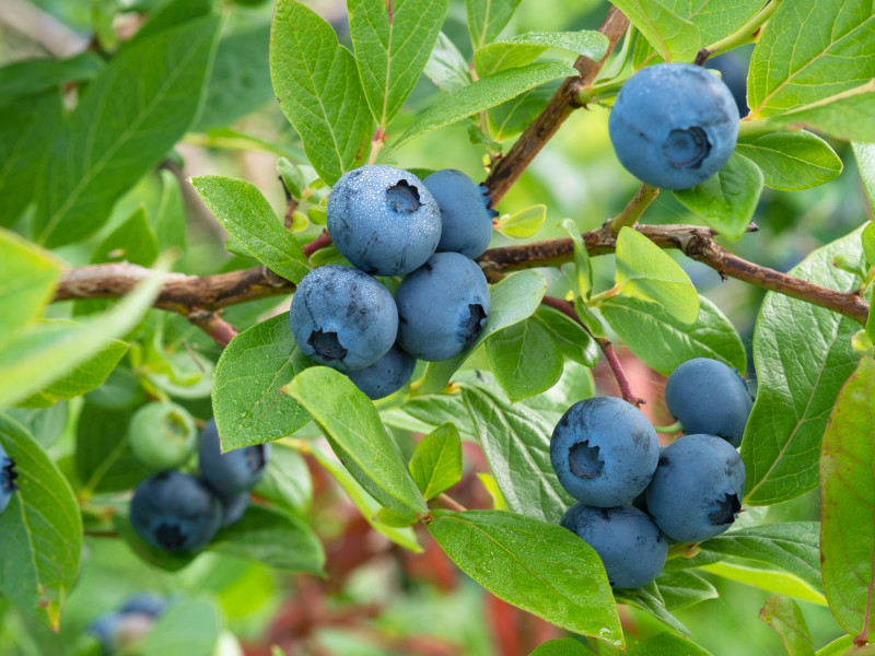 Heidelbeeren