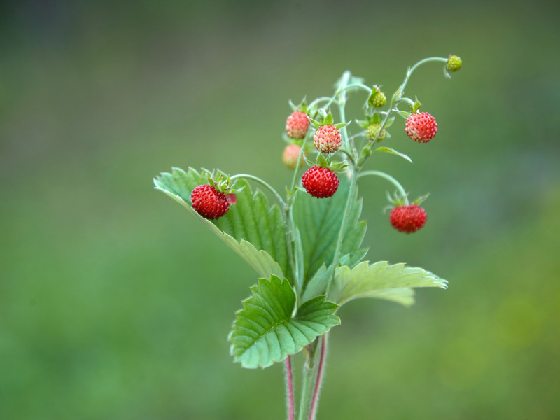 Walderdbeeren