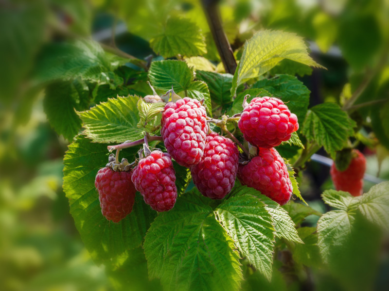 Himbeeren