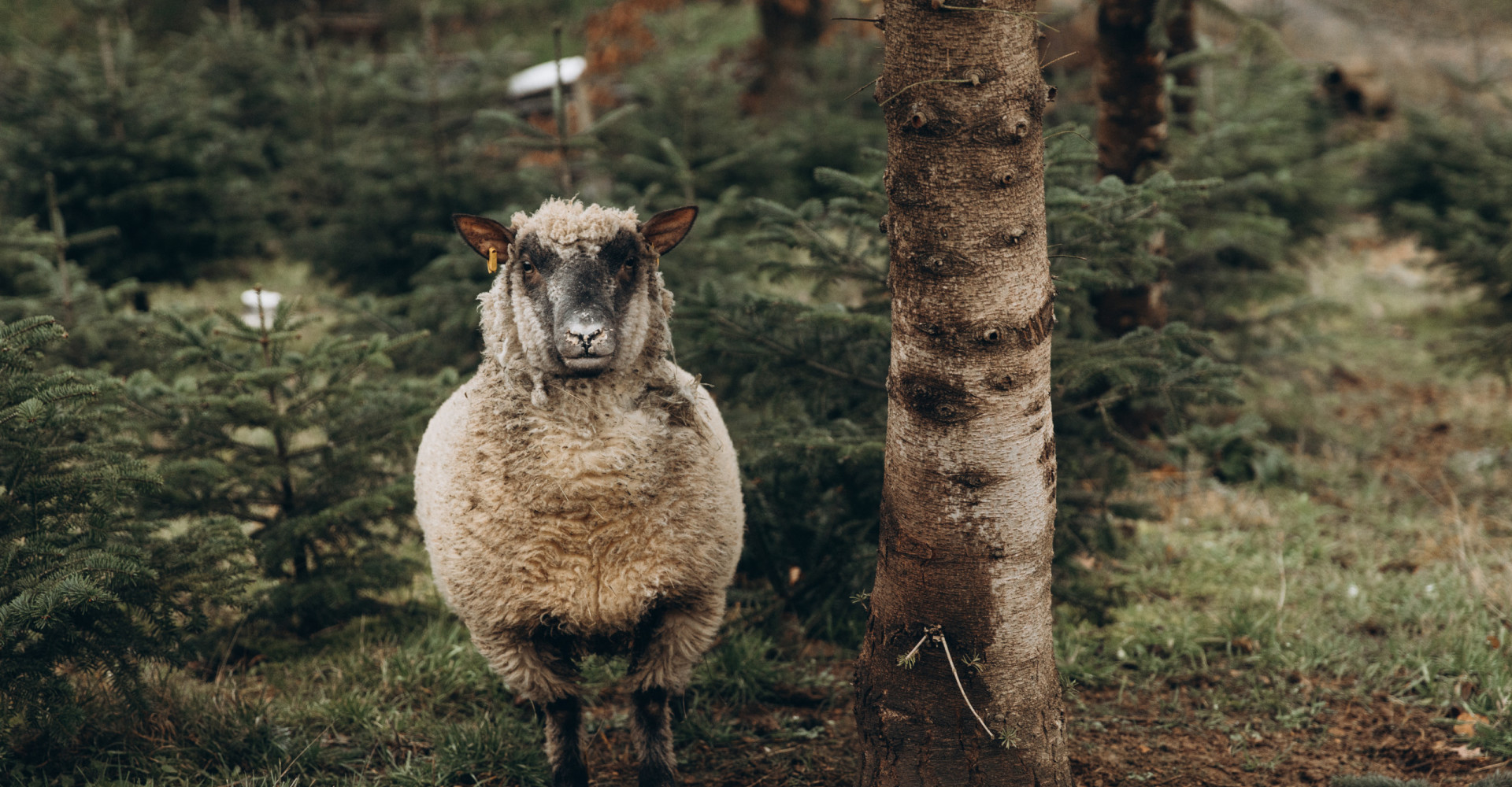 Wollige Weihnachten im Schwarzwald