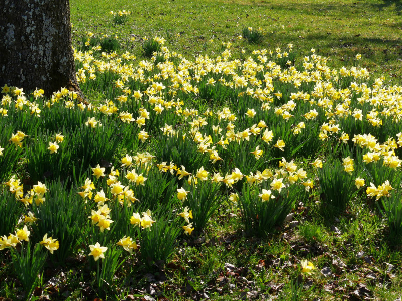 Sternblumenblüte in Gaugenwald