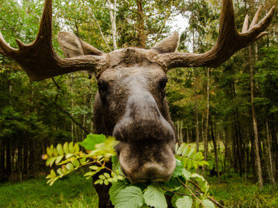 Ein Elch lässt sich im Wald ein Büschel Zweige schmecken