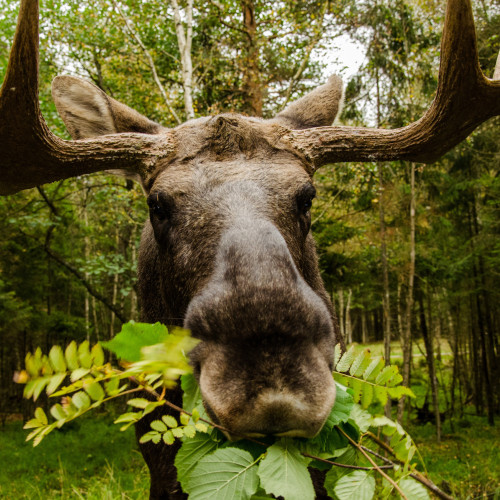 Ein Elch lässt sich im Wald ein Büschel Zweige schmecken