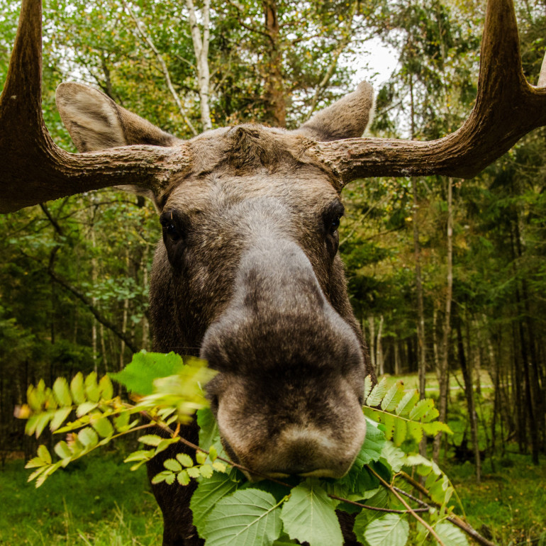 Ein Elch lässt sich im Wald ein Büschel Zweige schmecken