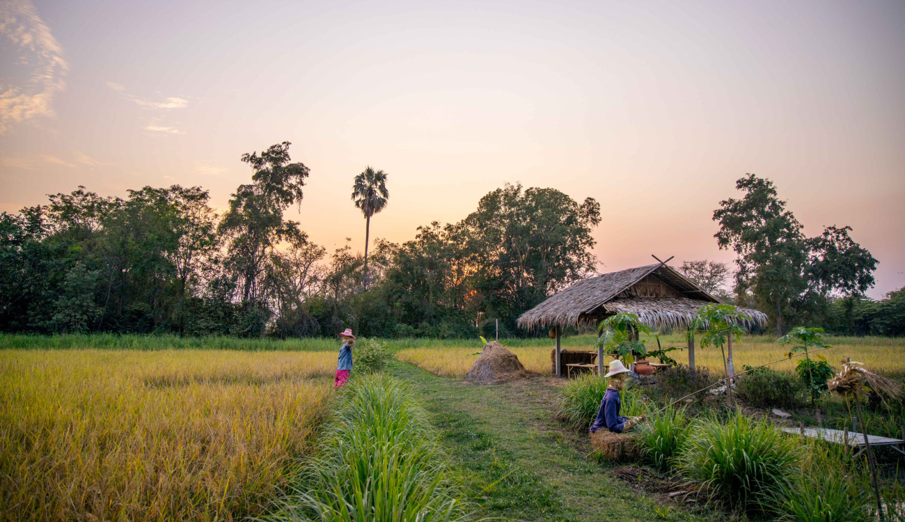 Reisfeld in Thailand