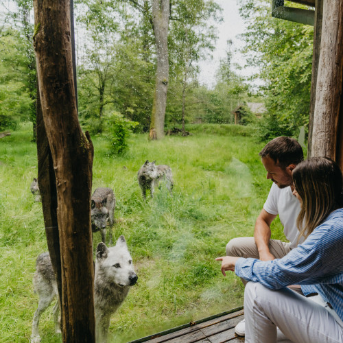 Ein Pärchen beobachtet einen Wolf durch ein Fenster