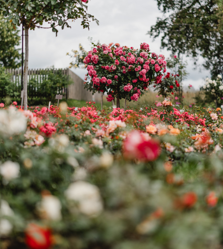 Blick in ein Rosenfeld 