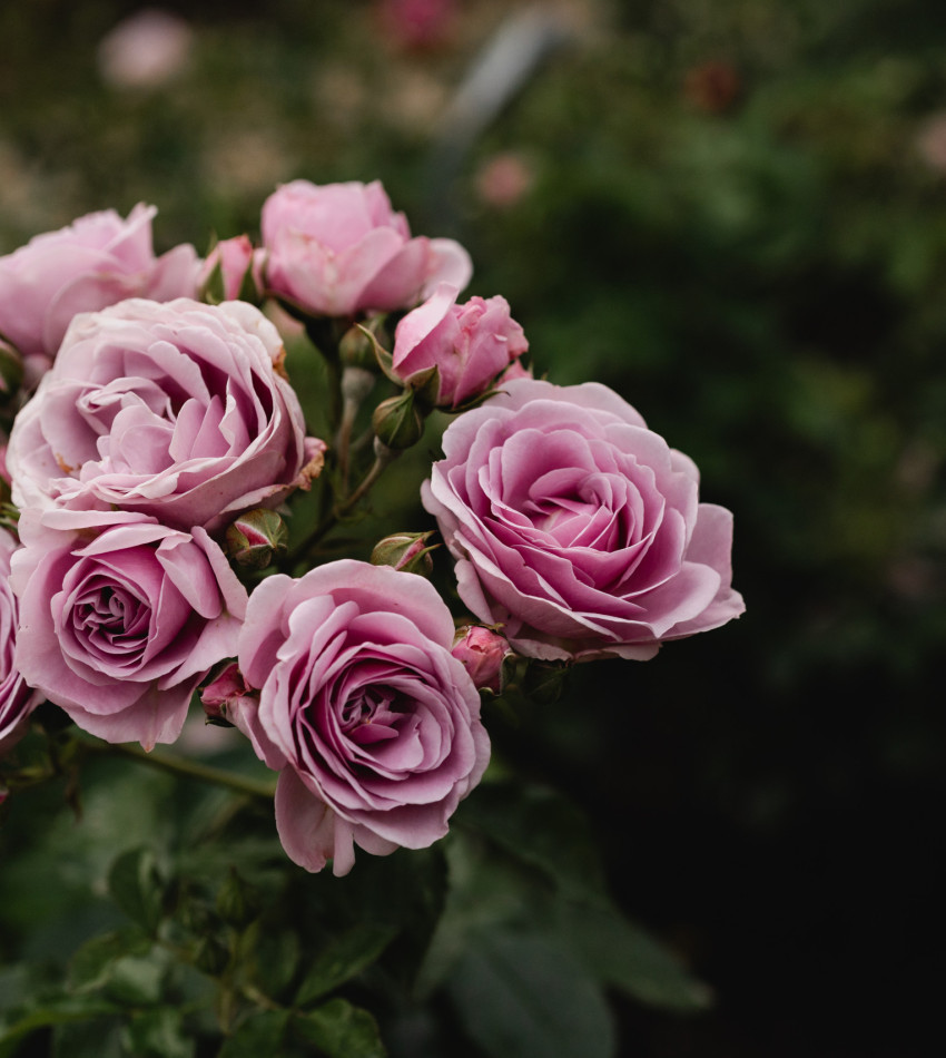 Nahaufnahme eines Rosenstrauches