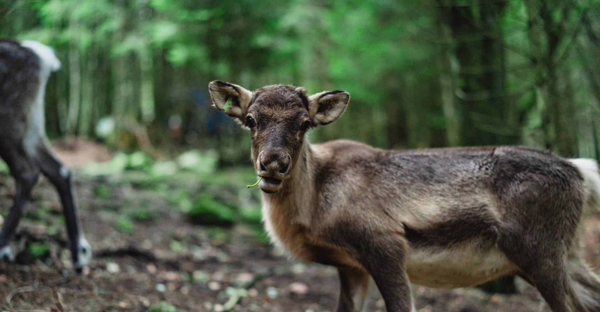 Junges Rentier im Wald