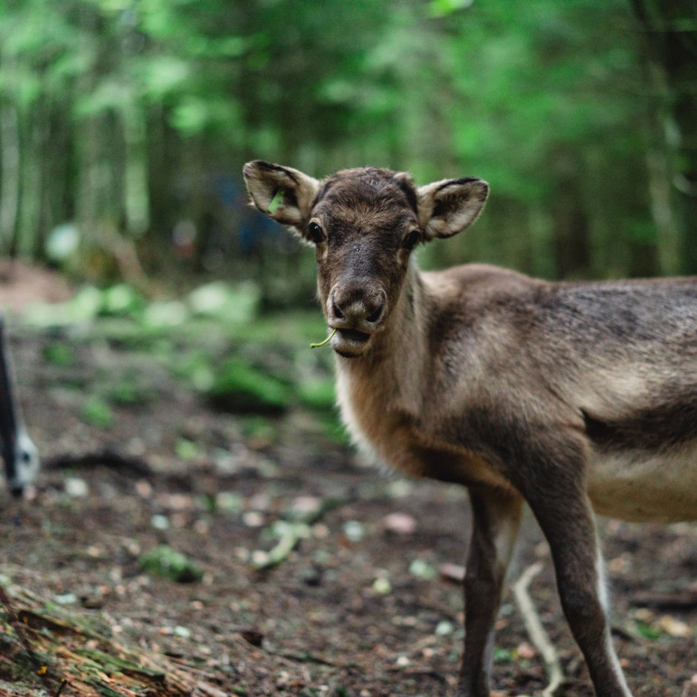 Junges Rentier im Wald