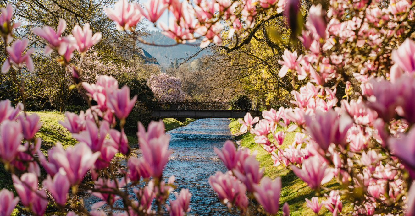 Magnolien blühen in der Lichtentaler Allee in Baden-Baden über einem Bach