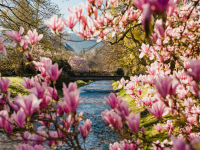 Magnolien blühen in der Lichtentaler Allee in Baden-Baden über einem Bach
