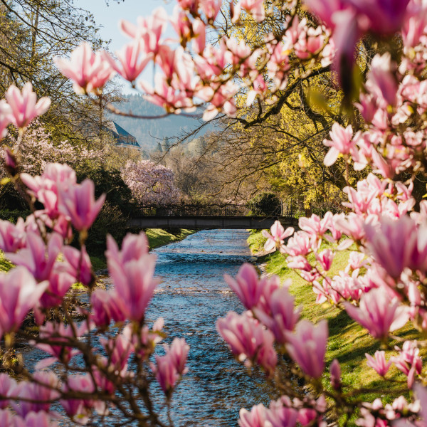 Magnolien blühen in der Lichtentaler Allee in Baden-Baden über einem Bach