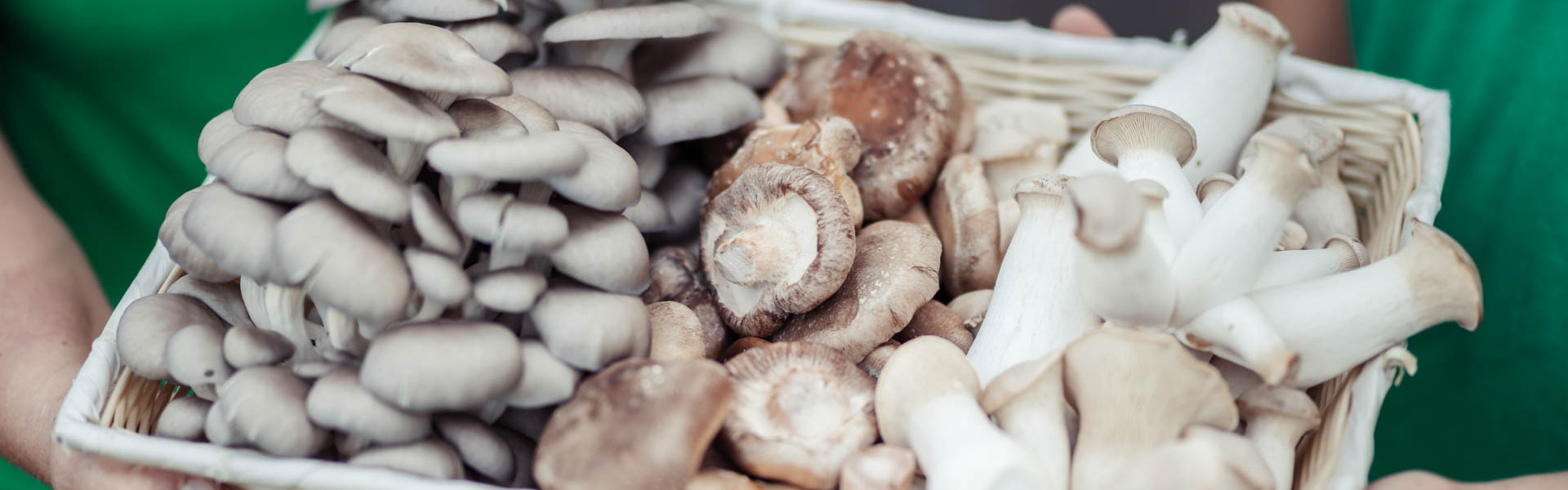 Warum die Familie Rein Shiitake statt Schweine züchtet