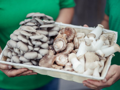 Warum die Familie Rein Shiitake statt Schweine züchtet