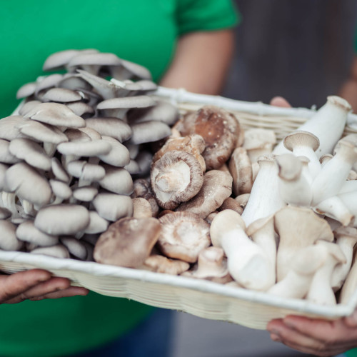 Warum die Familie Rein Shiitake statt Schweine züchtet