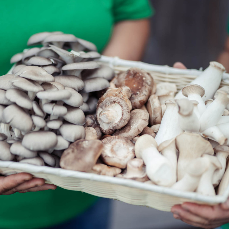 Warum die Familie Rein Shiitake statt Schweine züchtet