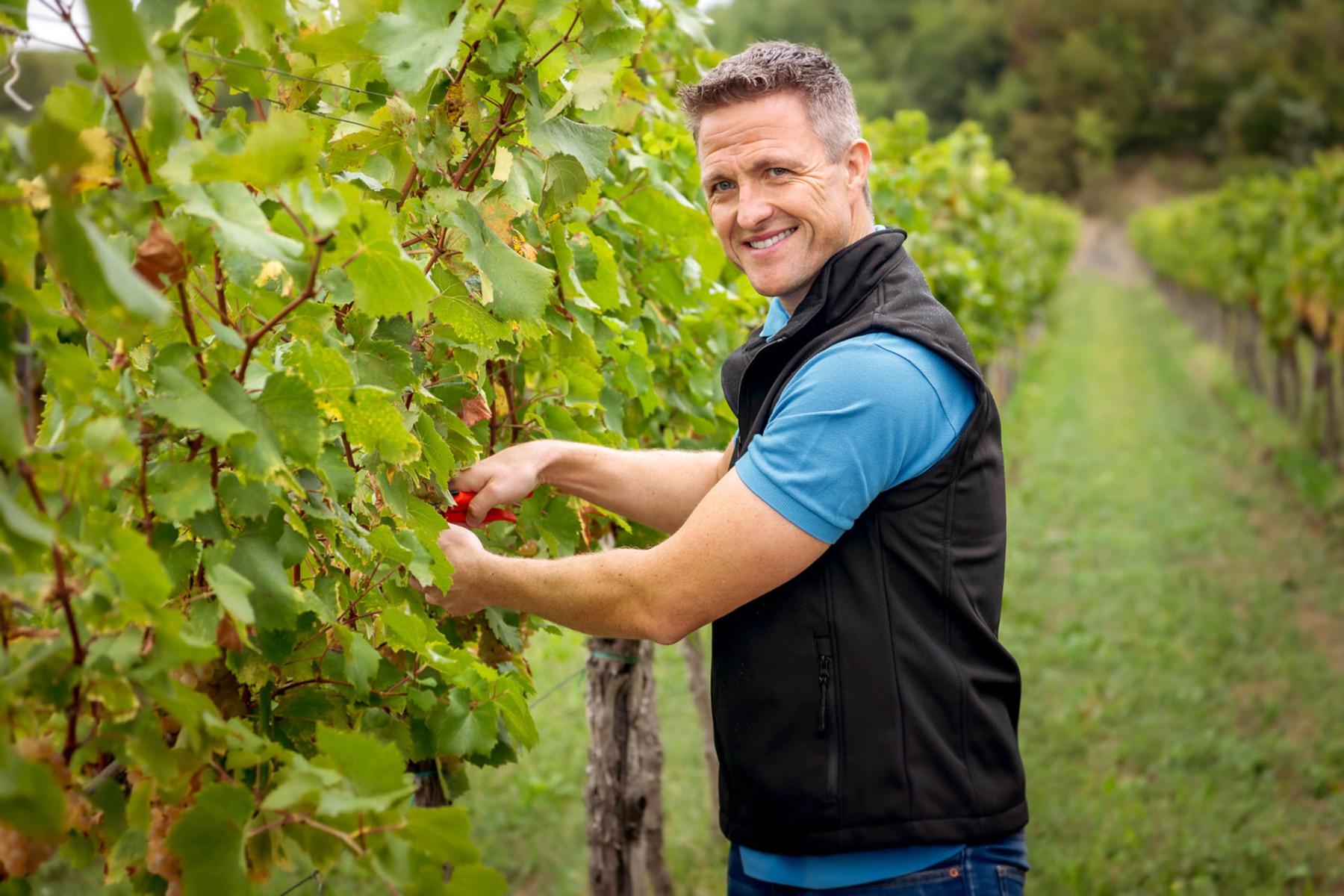 Ralf Schuhmacher an einer Weinrebe.