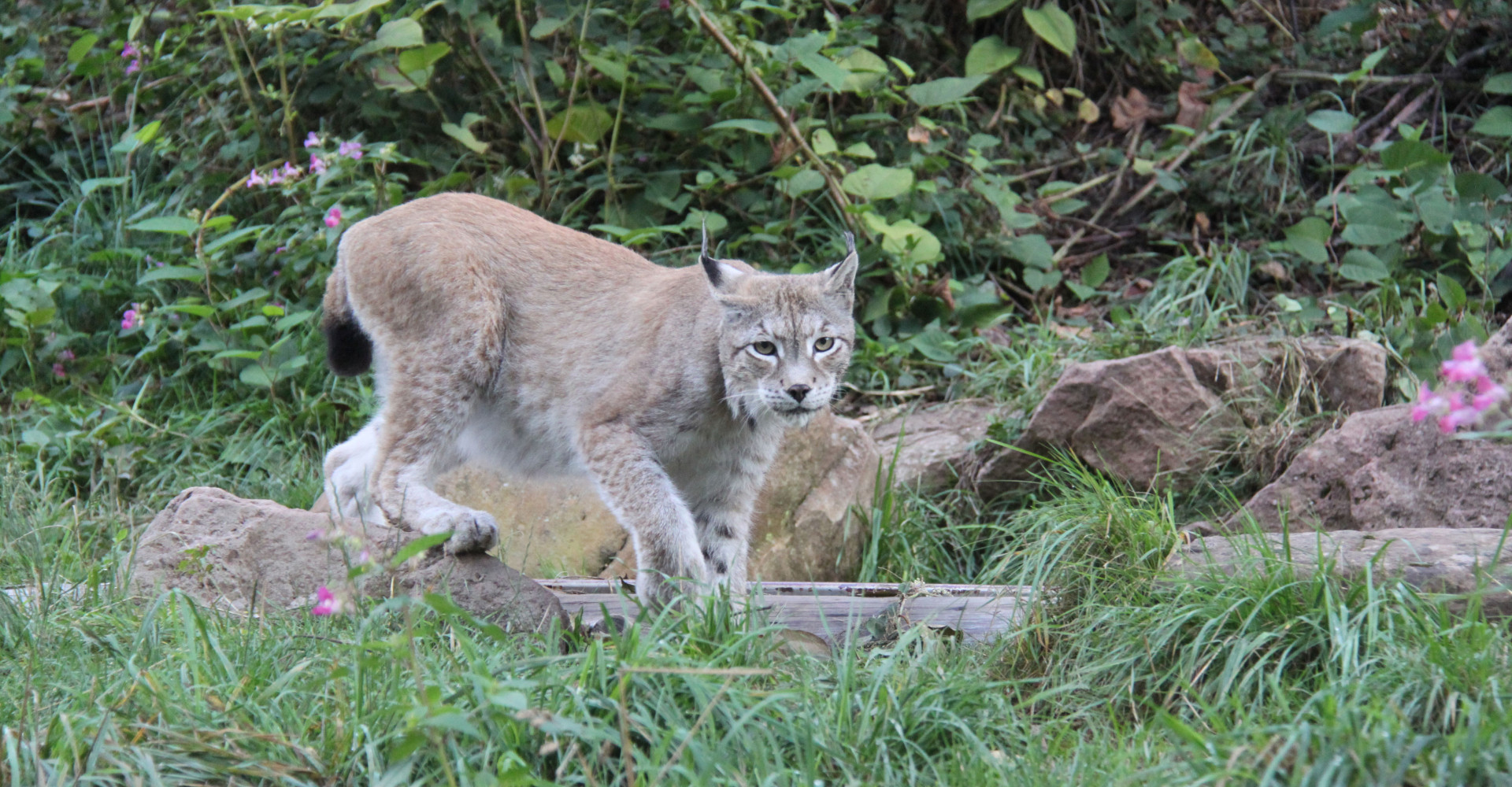 Luchs