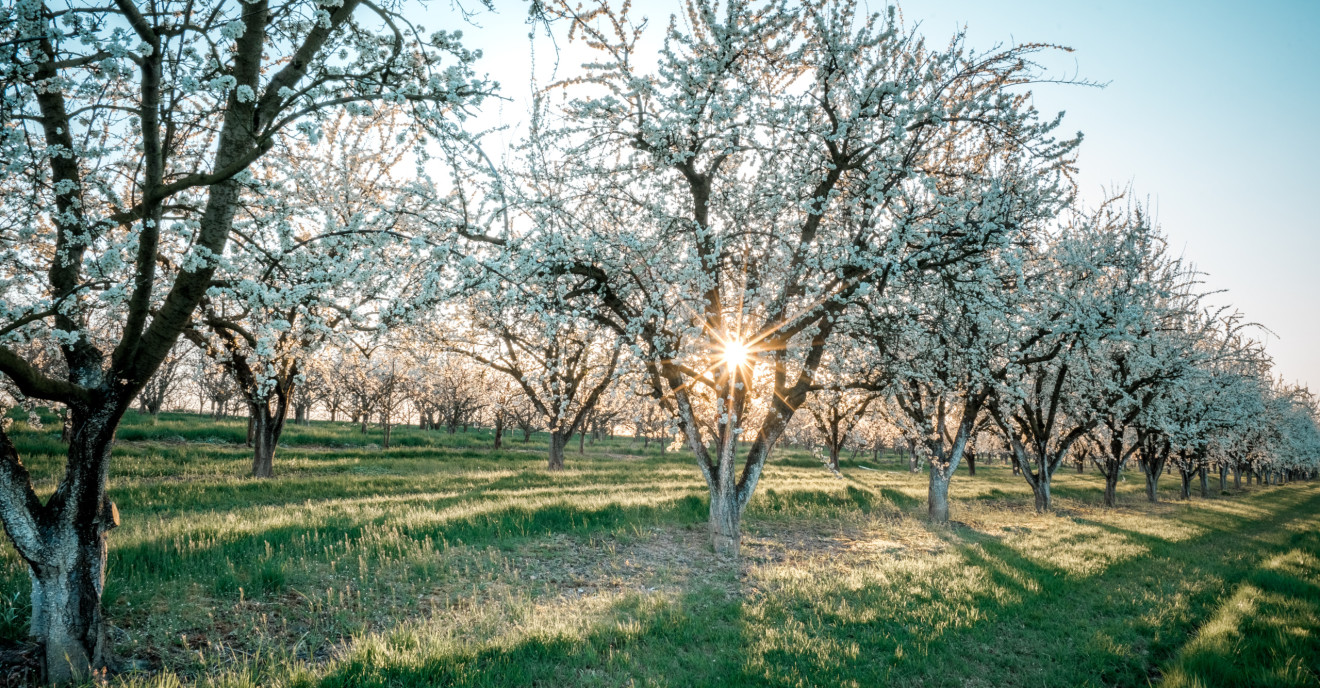 Schwarzwald im Frühling: blühende Kirschbäume bei Mösbach in der Ortenau