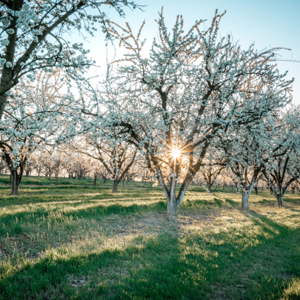 Schwarzwald im Frühling: blühende Kirschbäume bei Mösbach in der Ortenau