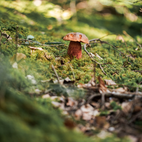 Steinpilz im Moos