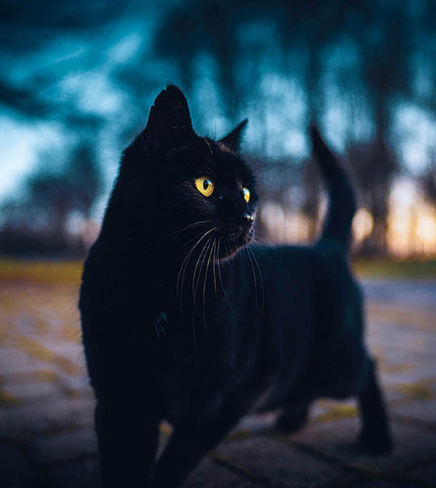 Schwarze Katze
