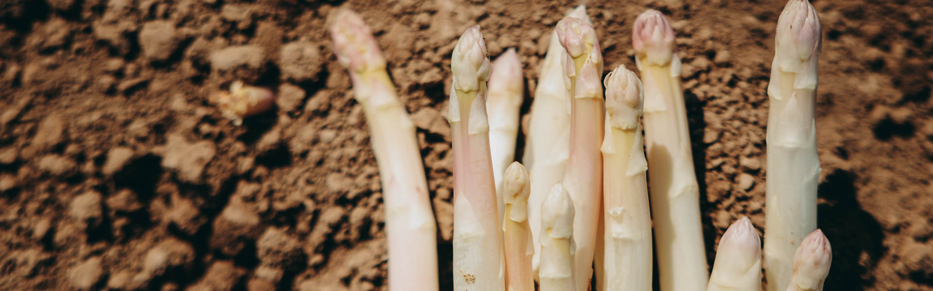 Wenn Spargel Saison hat: Ein Morgen auf dem Bohrerhof