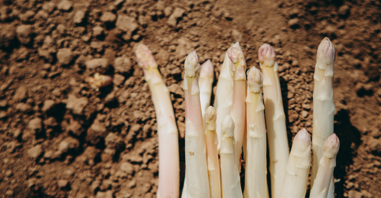 Wenn Spargel Saison hat: Ein Morgen auf dem Bohrerhof