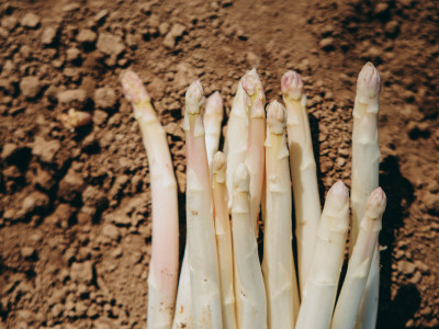 Wenn Spargel Saison hat: Ein Morgen auf dem Bohrerhof