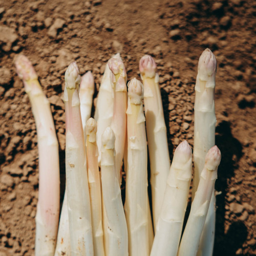 Wenn Spargel Saison hat: Ein Morgen auf dem Bohrerhof
