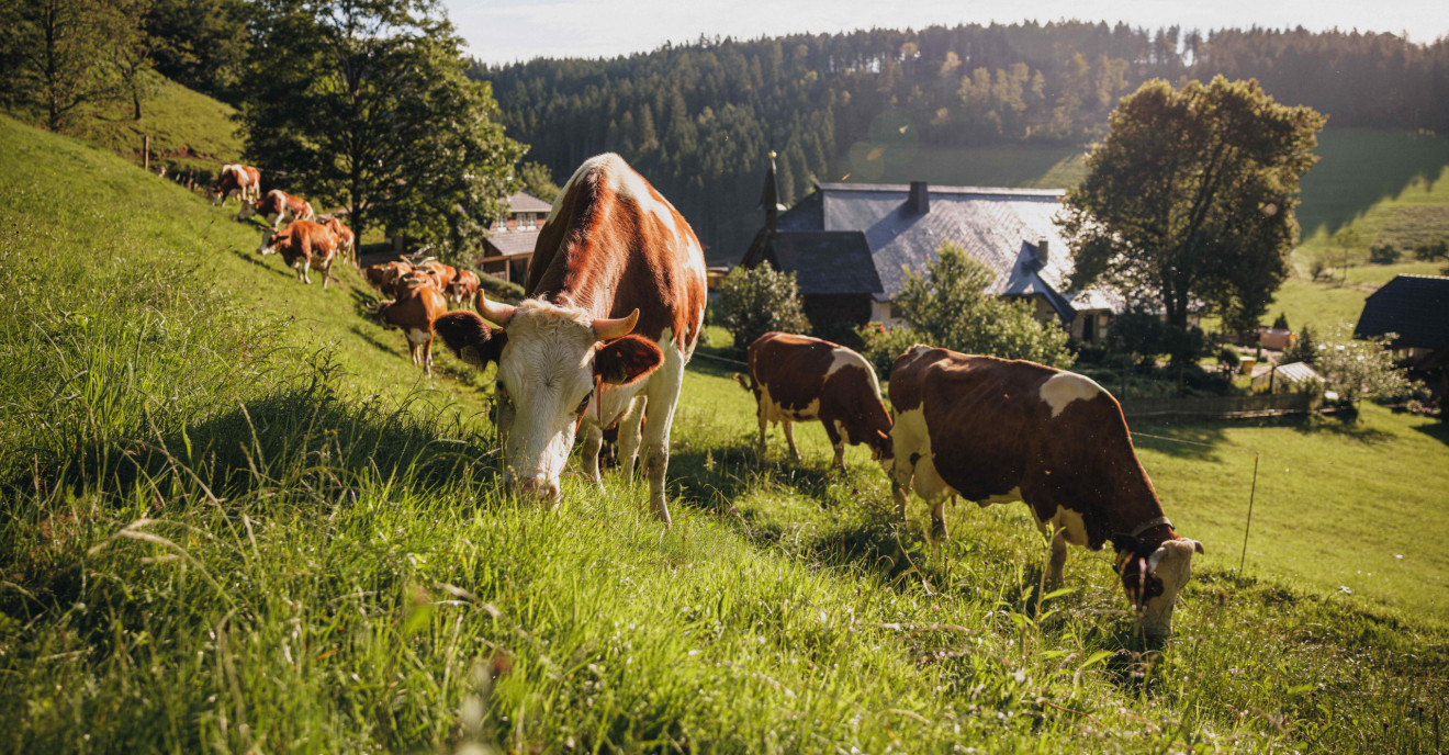 Kühe im Schwarzwald