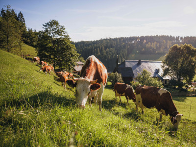 Kühe im Schwarzwald