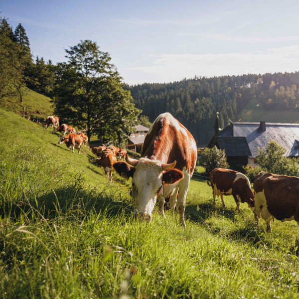 Kühe im Schwarzwald