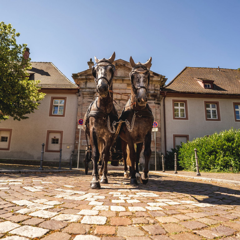 Pferde in Baden-Baden