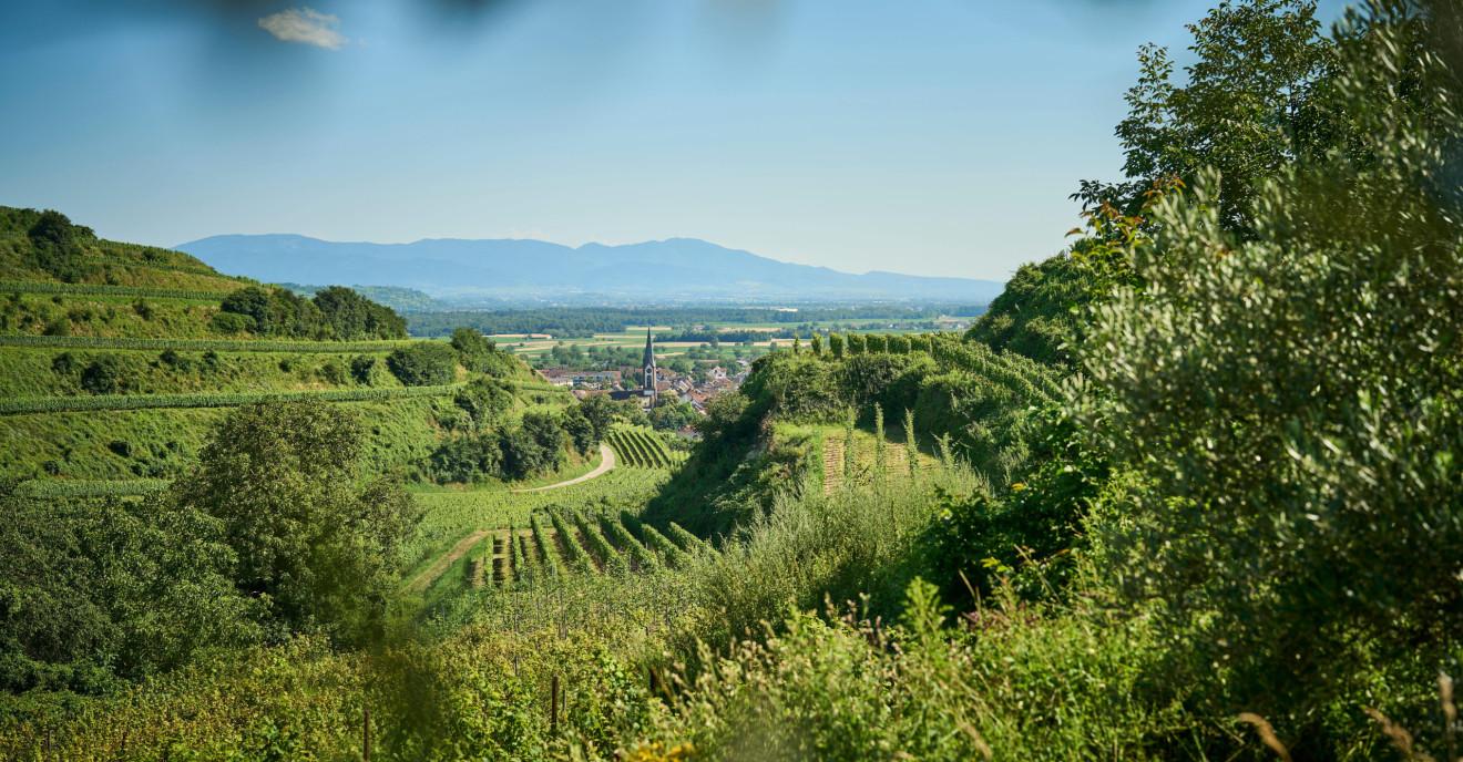 Die Olivenbäume in Ihringen umkreisen die Weinreben mit Panorama-Blick auf das Dorf