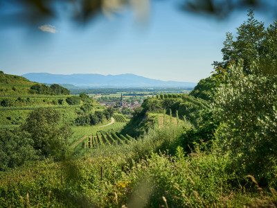 Die Olivenbäume in Ihringen umkreisen die Weinreben mit Panorama-Blick auf das Dorf