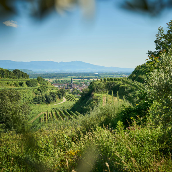Die Olivenbäume in Ihringen umkreisen die Weinreben mit Panorama-Blick auf das Dorf