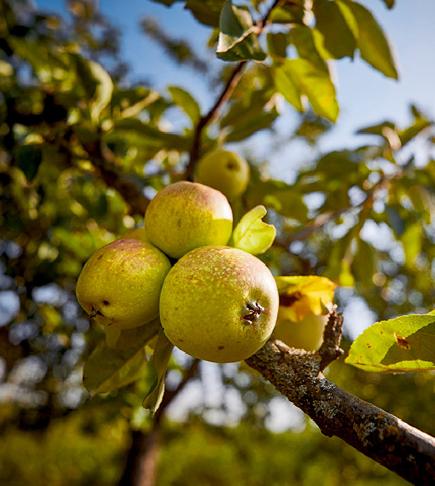 Äpfel am Baum