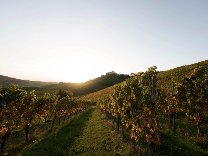 Weinwanderungen